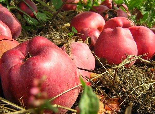 Яблоня голден делишес: описание, фото, отзывы