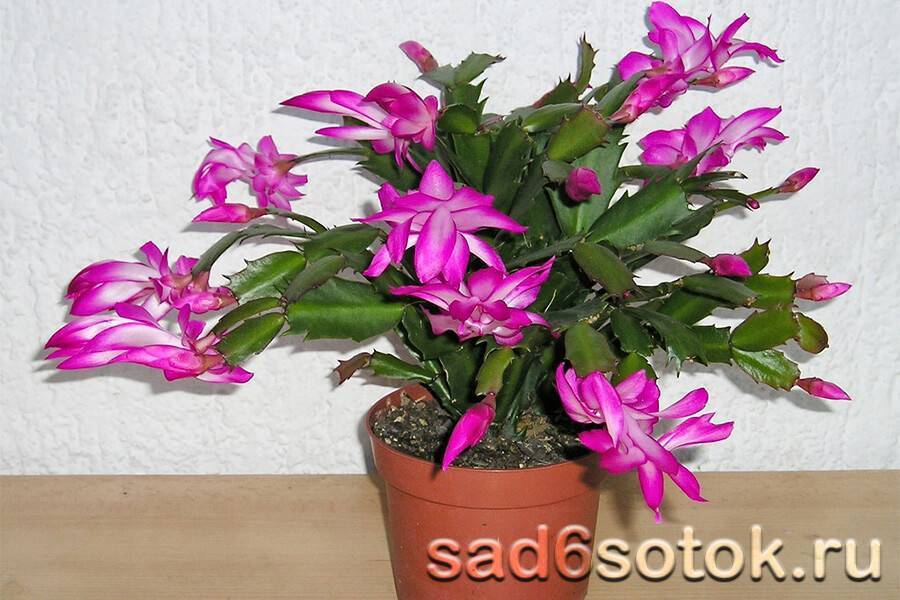 Шлюмбергера – эпифитное растение, цветение которого противоречит всем канонам природы. особенности выращивания декабриста в домашних условиях (65+ фото & видео) +отзывы