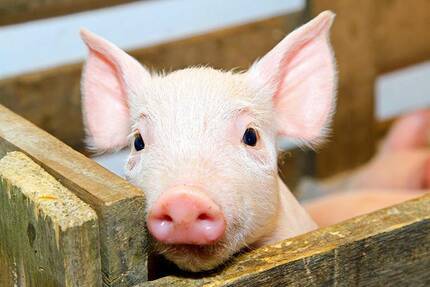 Симптомы глистной инвазии у свиней и методы лечения заражения