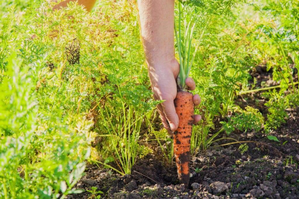 Когда убирать морковь и свеклу в подмосковье в 2020 году: выбор благоприятных дней для сбора урожая по луне и правила хранения корнеплодов