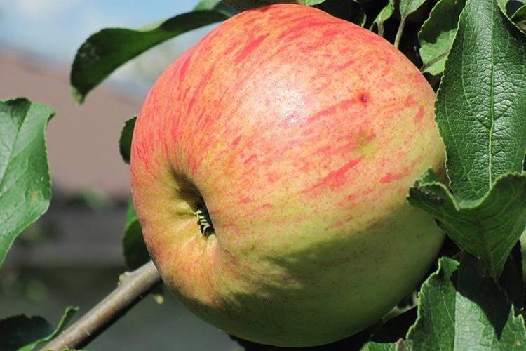 Ранний сорт, любимый дачниками — яблони грушовка ранняя