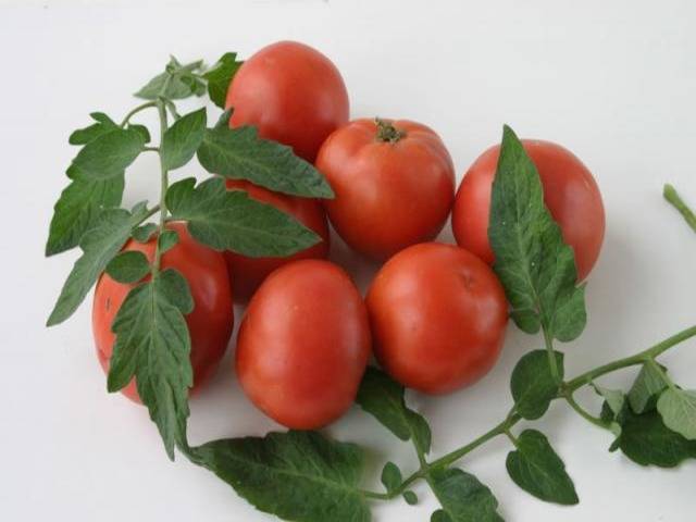 Скороспелые сорта томатов для открытого грунта в сибири (очень хорошие помидоры)