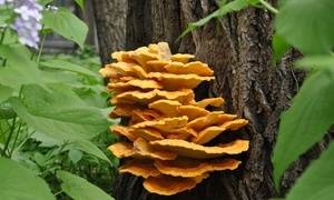 Съедобные и ядовитые грибы, растущие на деревьях