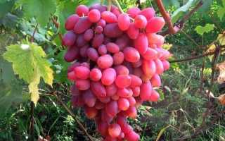 Описание сорта винограда «фавор» с фото и видео