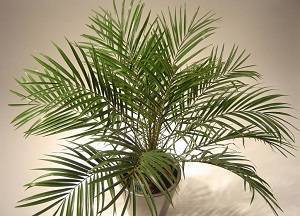 Финиковая пальма из косточки в домашних условиях пошагово с фото