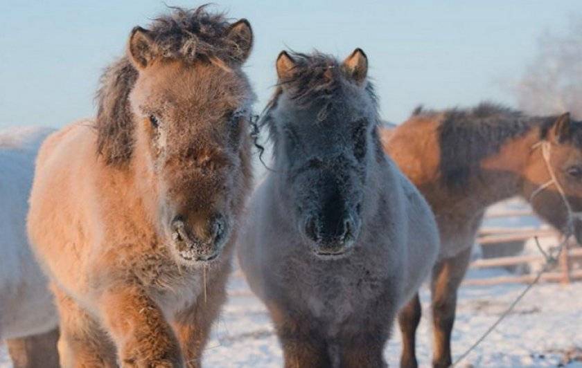 Якутская порода лошадей: фото и видео, описание, история и характеристика