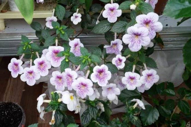Цветок «Ахименес»: фото, уход и выращивание в домашних условиях