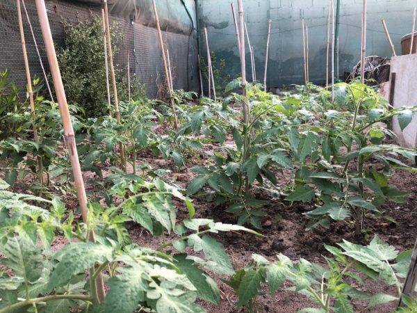 Внекорневая подкормка томатов зольным раствором: чем полезен зольный раствор для подкормки растений и какая зола подходит