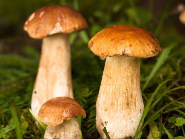 Виды грибов в Гомельской области