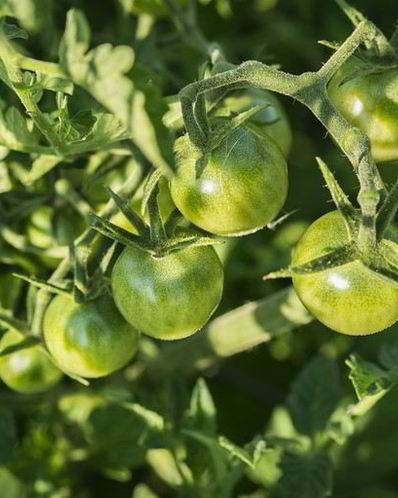 Икра из зеленых помидоров на зиму: рецепт и фото