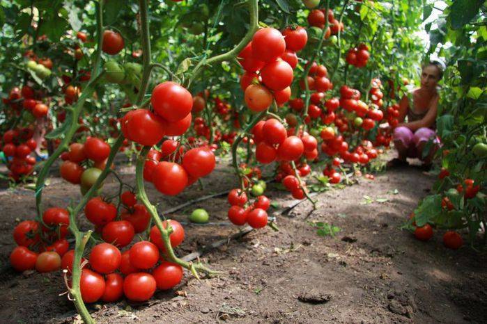 Посадка помидор в теплице из поликарбоната: этапы и специфика