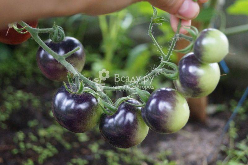 Чем опрыскать помидоры от фитофторы