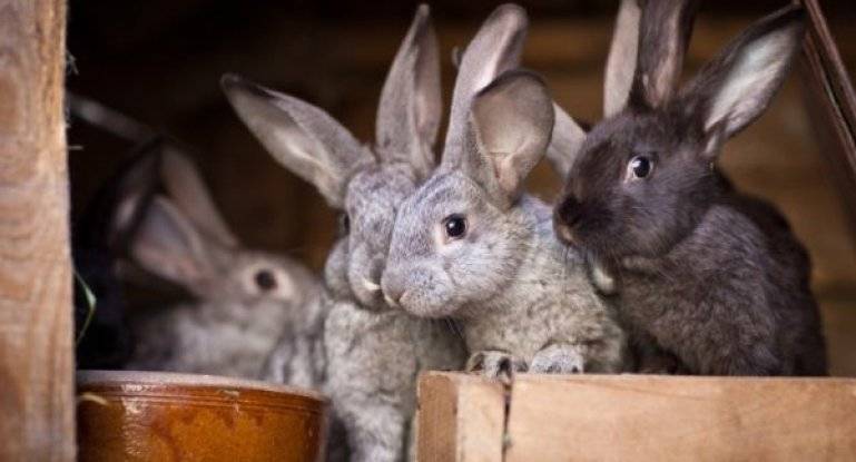 Размножение кроликов в домашних условиях для начинающих