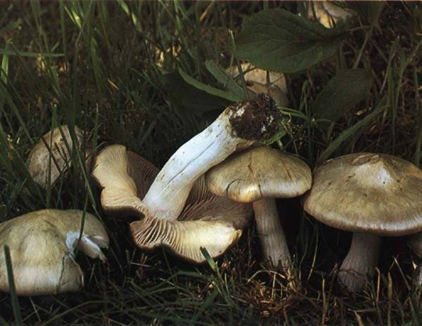 Энтолома ядовитая или оловянная (entoloma sinuatum): фото и описание ядовитого гриба