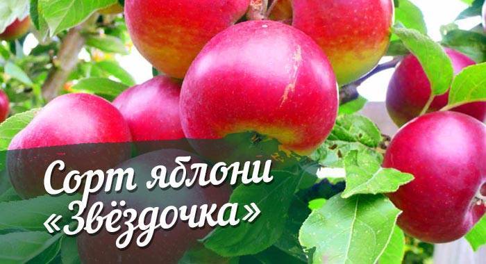 Описание сорта яблони бессемянка мичуринская: фото яблок, важные характеристики, урожайность с дерева