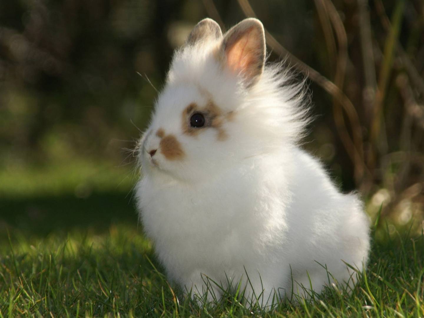 К чему снятся кролики: толкование сна о взрослых животных и крольчатах для женщины и мужчины