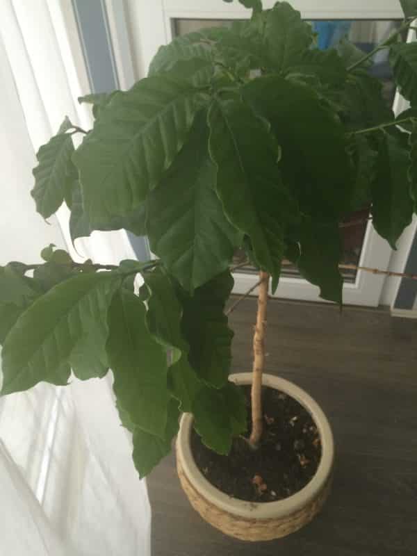 Кофейное дерево в домашних условиях размножение и уход
