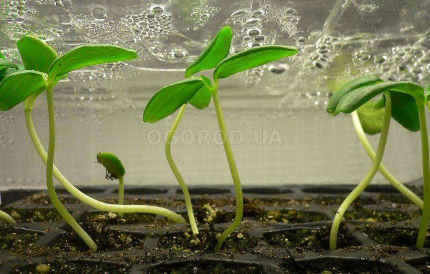 Выращивание патиссонов в открытом грунте. как получить два и более урожаев за сезон – дачные дела