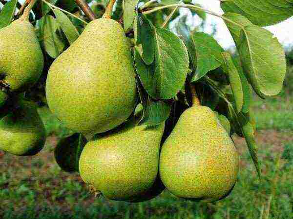 Груша "купава": описание, характеристики сорта и фото плодов selo.guru — интернет портал о сельском хозяйстве