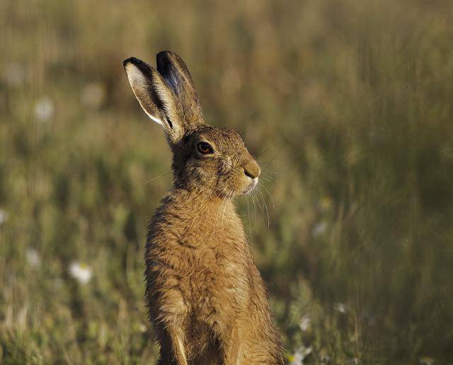 Чем питаются зайцы в природе - мыдачники