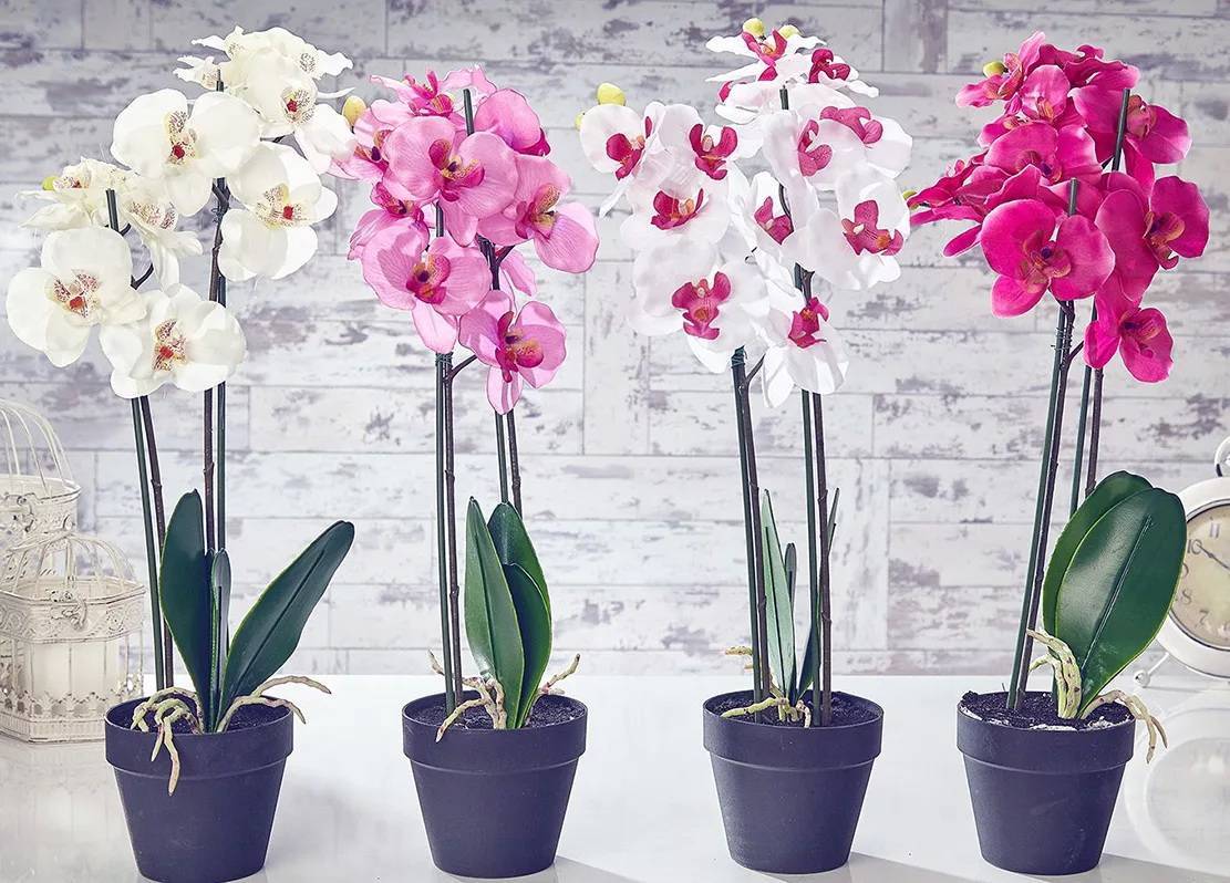 Как правильно поливать орхидею в домашних условиях: пошаговое фото и видео о том, как надо купать и как лучше ухаживать за комнатным растением после покупки