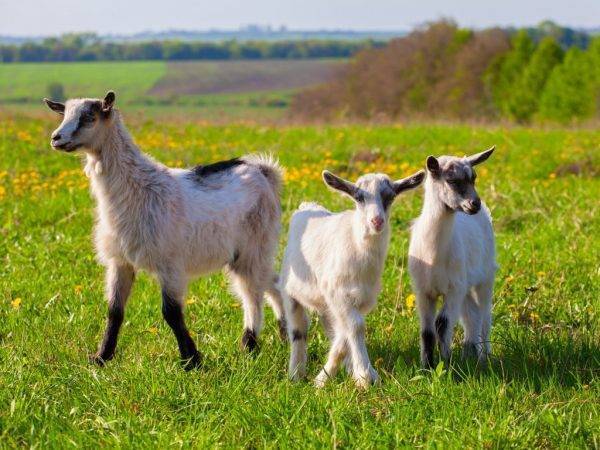 Роды у козы - признаки, что делать и как принять первый окот 2021