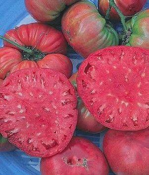 Выращиваем томат «медовый гигант»: характеристики и описание сорта