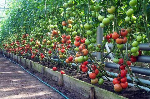 Как правильно поливать помидоры после посадки и в период созревания?