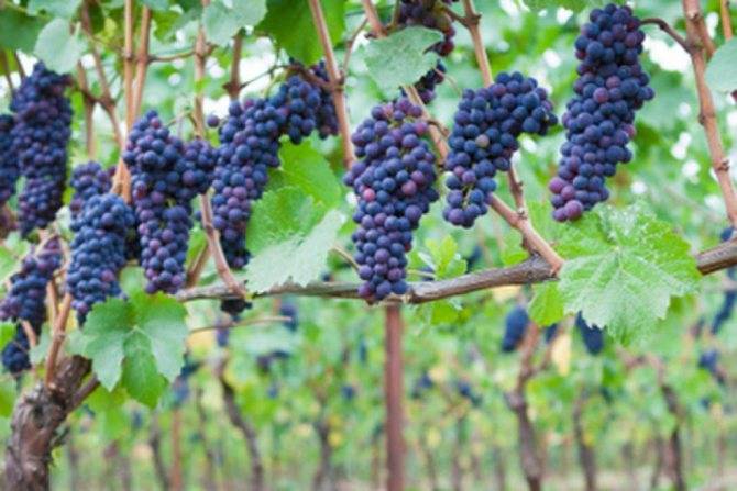Виноград вэлиант: описание сорта, особенности посадки и ухода, отзывы