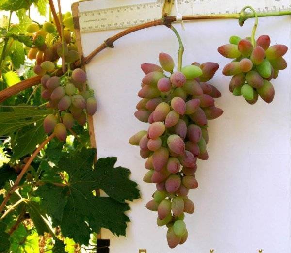 Тонкости ухода и выращивания винограда сорта тимур