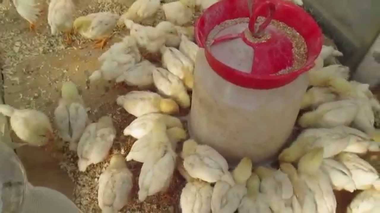 Чем и как кормить цыплят с первых дней жизни: рекомендации и фотообзор