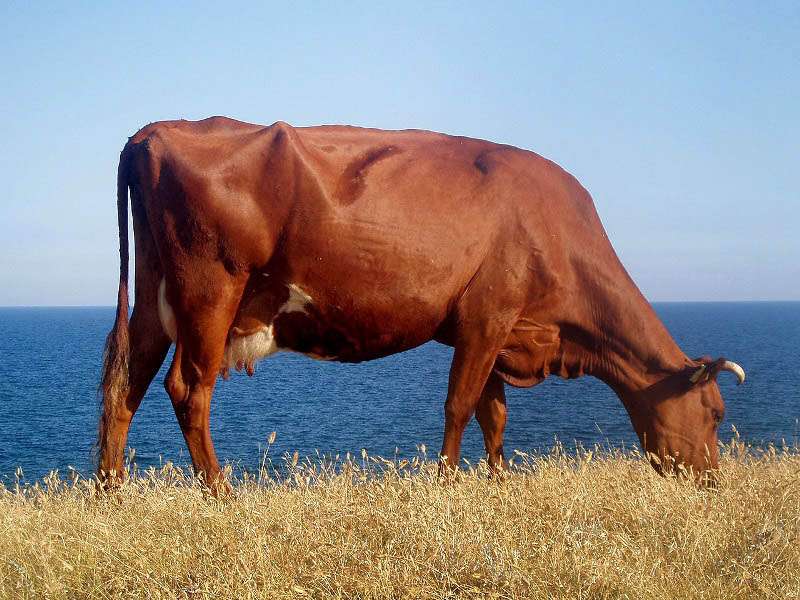 Красная степная порода коров: характеристика, особенности содержание и уход
