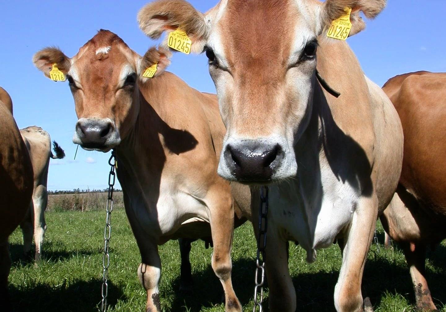 Молочные породы коров: список лучших, характеристики
