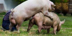 Сколько живут свиньи разных пород