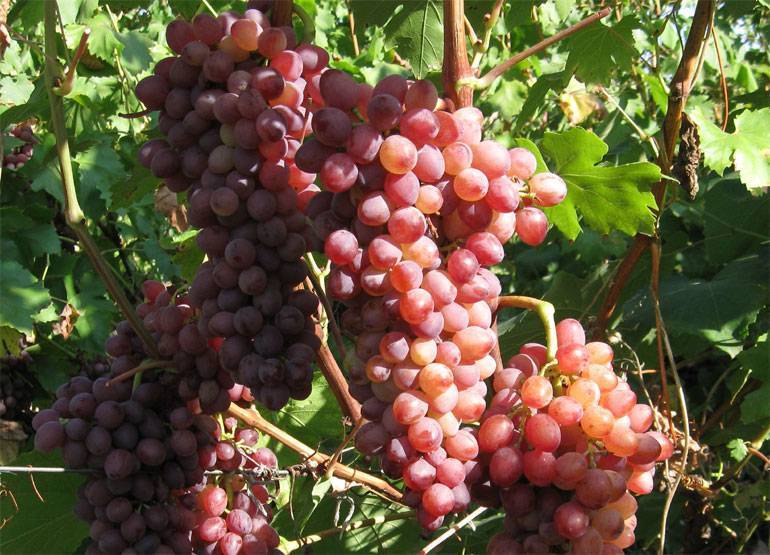 Сорт винограда кишмиш лучистый: описание, фото