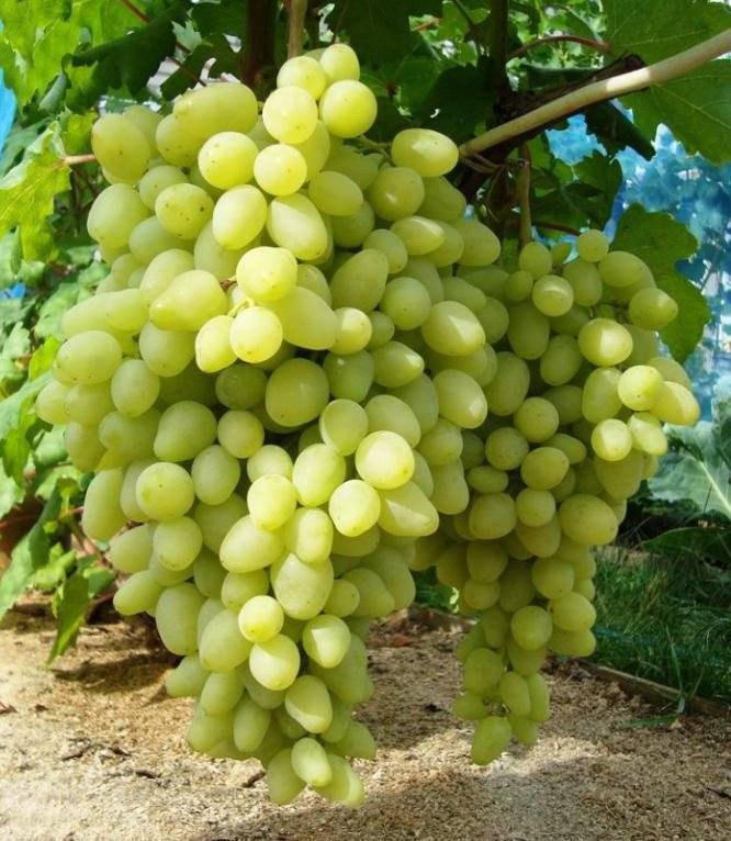 Описание винограда долгожданный - мыдачники