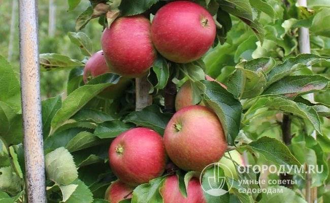 Сорт колоновидной яблони «васюган»: характеристика, агротехника выращивания