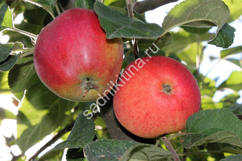 Яблоня пепин шафранный: описание сорта и агротехника