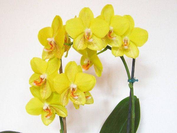 Самые распространенные виды комнатных орхидей