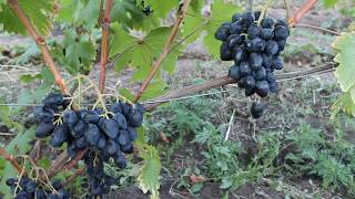 Виноград ромбик — описание сорта, фото, отзывы, видео.