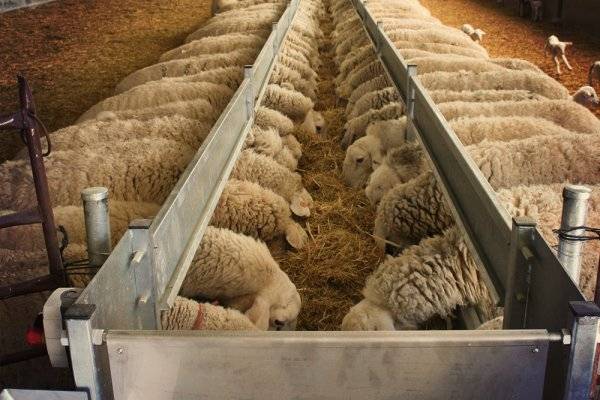 Кормушка для овец: как сделать ясли для сена своими руками