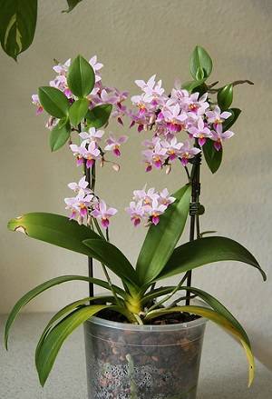 Орхидея фаленопсис (phalaenopsis)