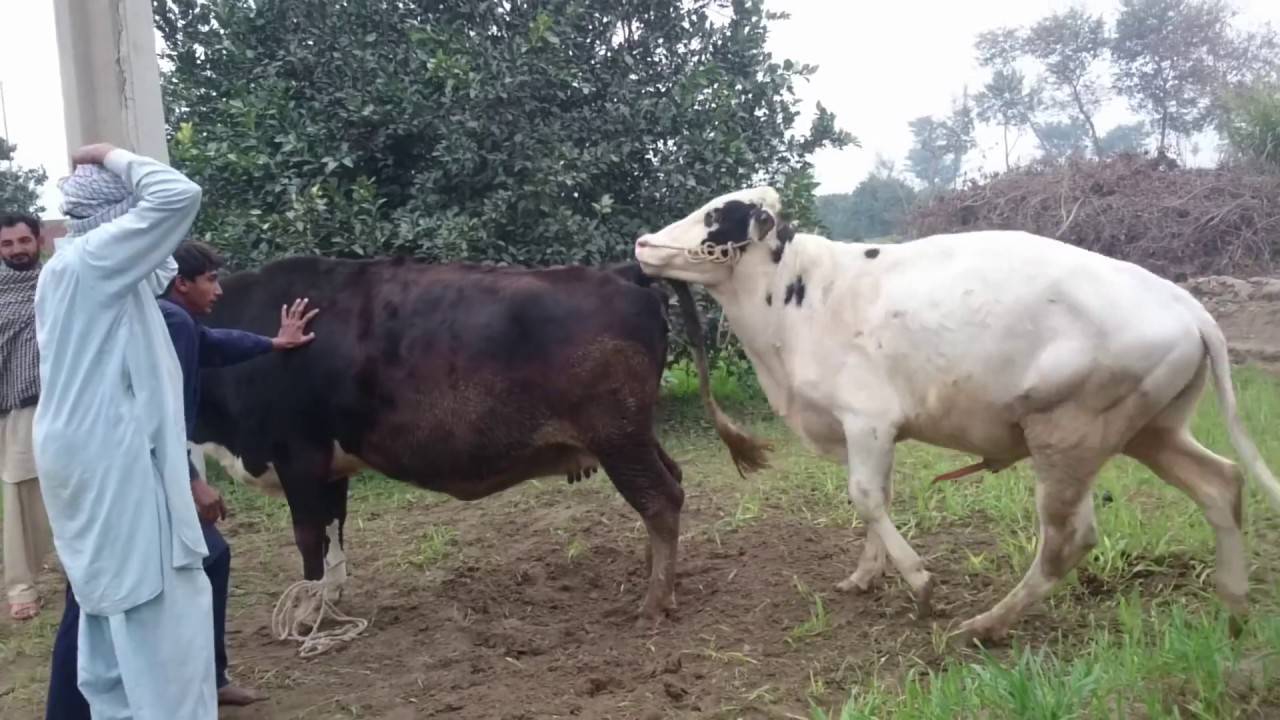 Спаривание (случка) коров: в каком возрасте бык может покрыть буренку — естественное осеменение и искусственное оплодотворение — moloko-chr.ru