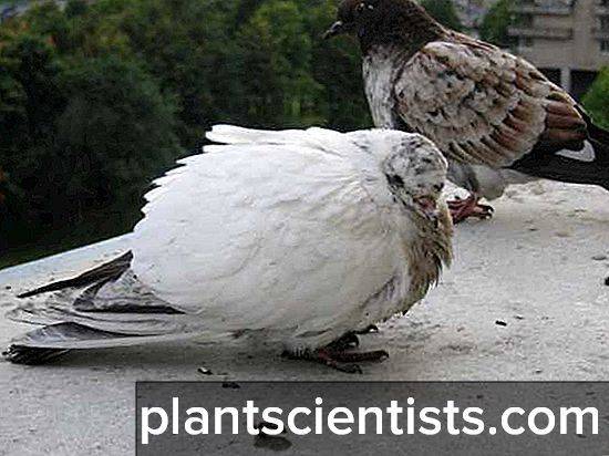 Известные болезни голубей - как их лечить?