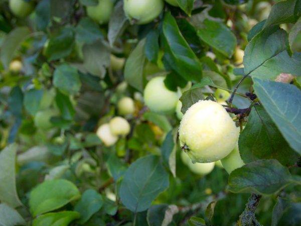 Описание и выращивание яблони сорта белый налив