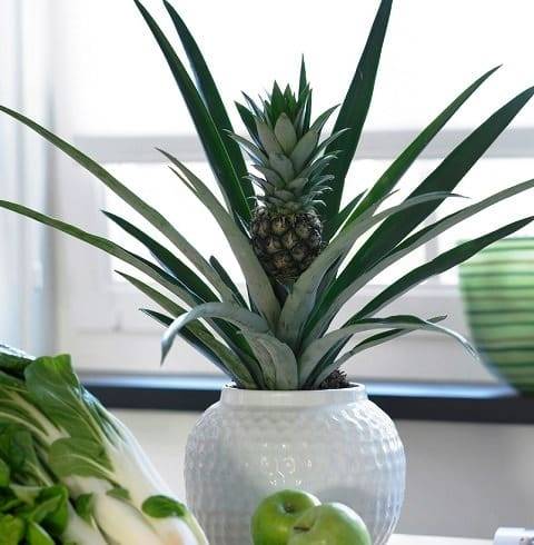 Как посадить и вырастить ананас в домашних условиях