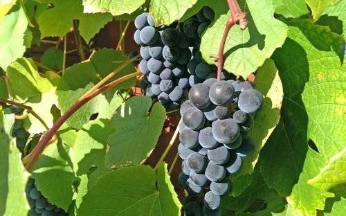 Описание таежного винограда