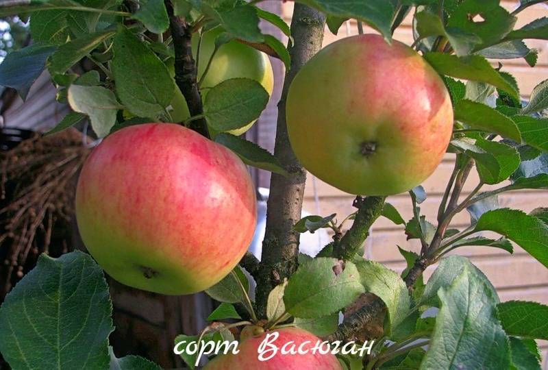 Сорта колоновидных яблонь: фото, названия, описание, отзывы, характеристика
