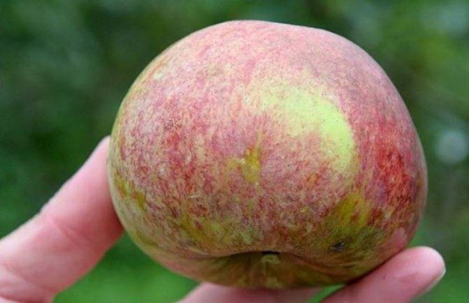 Описание сорта яблони орловим: фото яблок, важные характеристики, урожайность с дерева