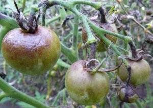 Фитофтора на помидорах – как бороться?